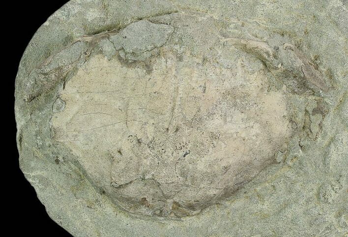 Fossil Crab (Longusorbis) Nodule Half - Canada #129399
